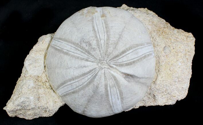 Jurassic Sea Urchin (Clypeus plotti) - England #22103